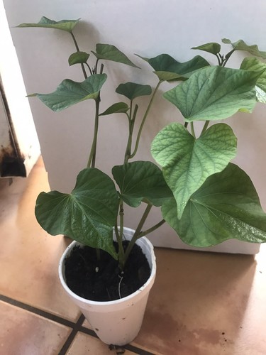 Rooted sweet potato plants - 5.,